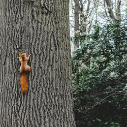 Squirrel on tree trunk in forest