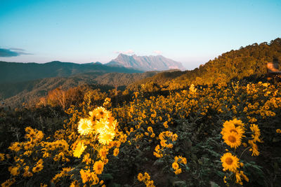 Scenic view of flower field against sky