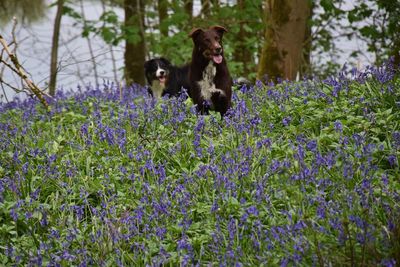 Dogs playing in the woods amongst bluebells