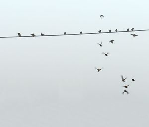 Birds flying in the sky