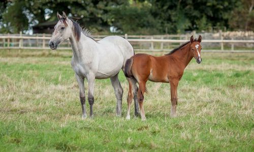 Horse and foal standing on grassy field