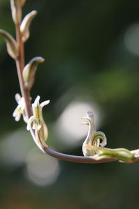 Close-up of white flower