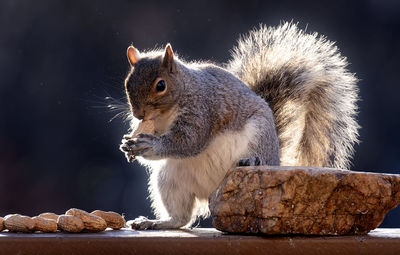 A backlit squirrel enjoying an evening meal