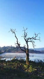 Bare tree by lake against clear sky