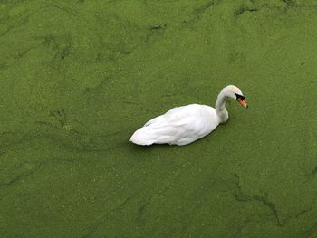 High angle view of swan in water