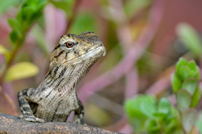 Close-up of a lizard
