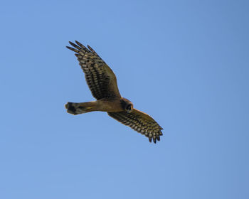 Low angle view of eagle flying against clear blue sky