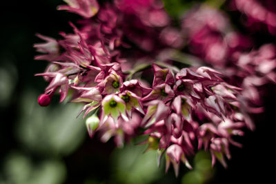 Close-up of pink flowering plant
