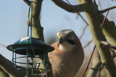 Low angle view of bird perching on branch