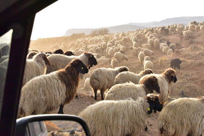 Sheep in a field