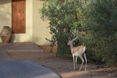 Deer standing by tree