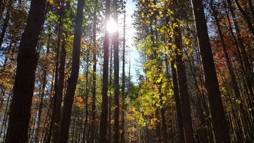 Low angle view of trees in forest against sky