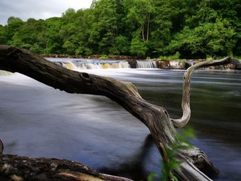 Scenic view of river flowing in forest