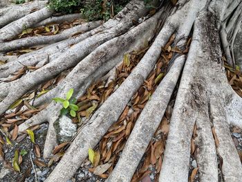 Full frame shot of tree trunk