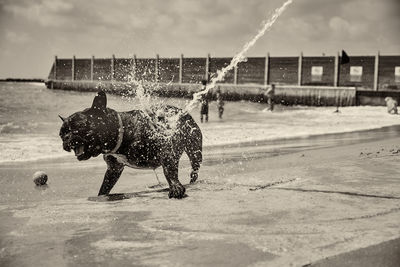 Side view of dog running in water