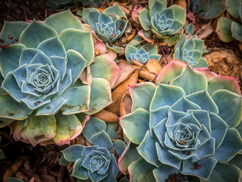 Full frame shot of succulent plant