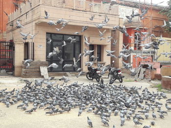 Pigeons on street in city