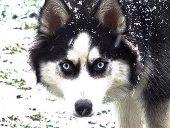 Close-up portrait of dog