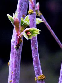 Close-up of purple flower plant