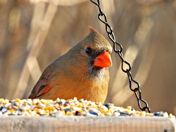 Close-up of parrot eating food