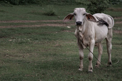 Portrait of horse on field