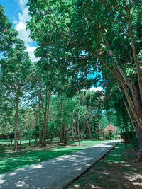 Empty road amidst trees in forest