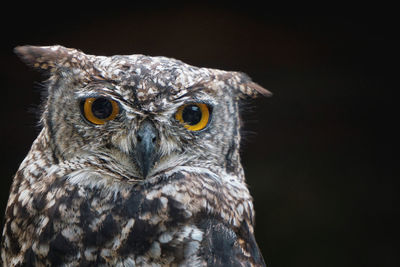 Close-up portrait of owl against black background