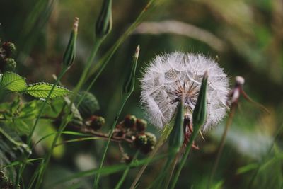 Close-up of wilted plant