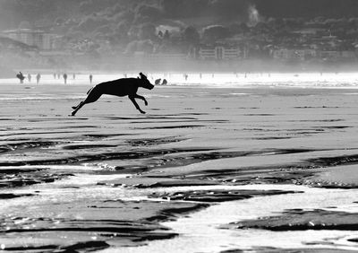 Dog running on beach to the sea 