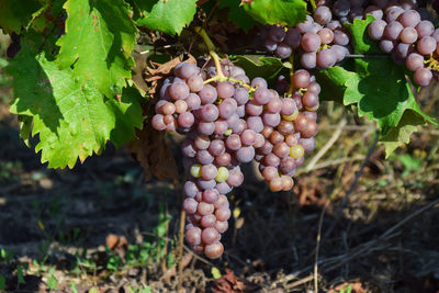 Close-up of grapes growing in vineyard