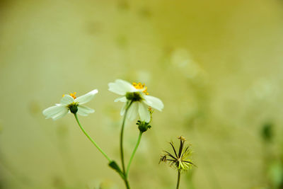 Close-up of flowers blooming outdoors