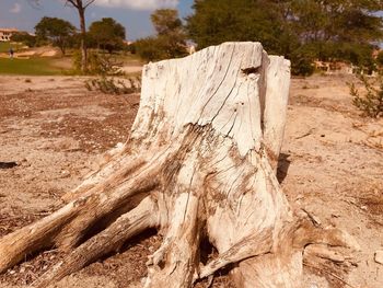 Driftwood on tree stump in forest