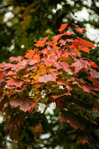 Low angle view of tree during autumn