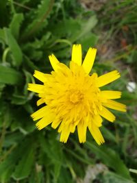 Close-up of yellow flower blooming outdoors