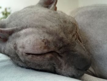 Close-up of a sleeping cat