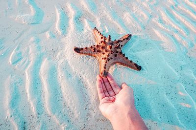 Close-up of hand holding starfish on sand