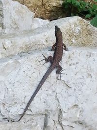 Lizard on the ground