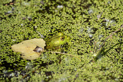 Close-up of a frog in lily pads on a sunny day 