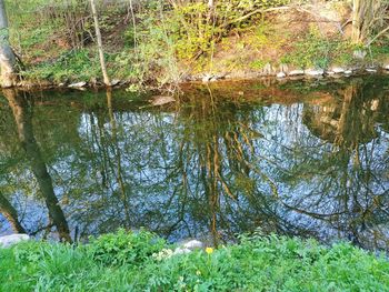 Reflection of trees in lake