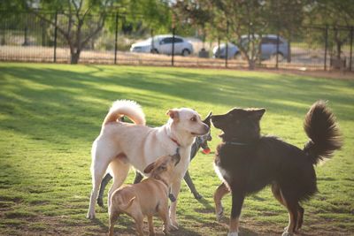 Dogs on field