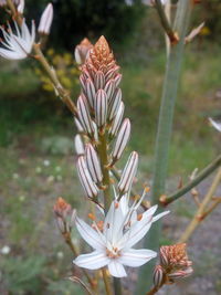 Close-up of white flowering plant