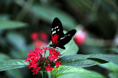 Close-up of butterfly on red flowers