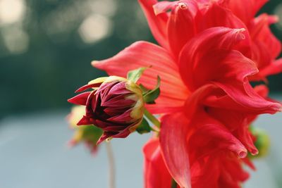 Close-up of red rose flower