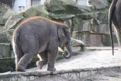 Side view of elephant calf walking on footpath at zoo