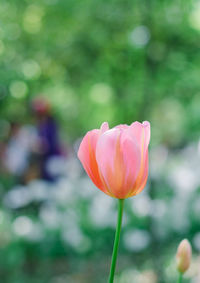 Close-up of pink flowers