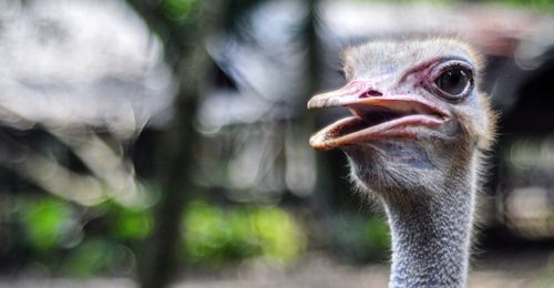 Close-up of a bird