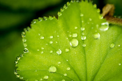 Close-up of wet plant