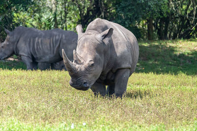 Close-up of rhinoceros on grassy field