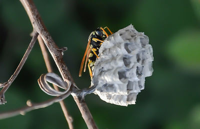 Close-up of butterfly perching on flower