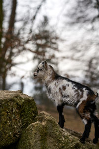 Goat standing on rock